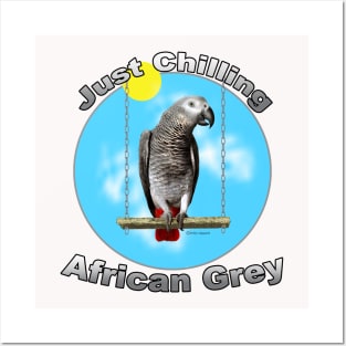 African Grey Congo Parrot Chilling Posters and Art